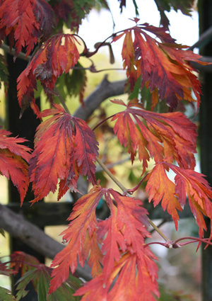 sm_FALL_COLORS_019