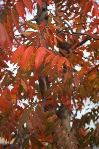 sm_FALL_COLORS_023